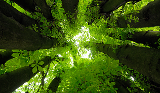 Вулканическая порода с зеленым мхом