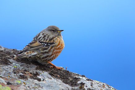 Молодая пара слушает музыкальные записи – иллюстрация необходимости звукопоглощающих решений для обеспечения качественной акустики